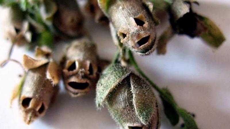 Most Unique and Unusual Flowers in the World 